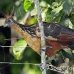 hoatzin_la_h_1276_ecu3438.jpg